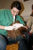 INSEMINATION ARTIFICIELLE 014